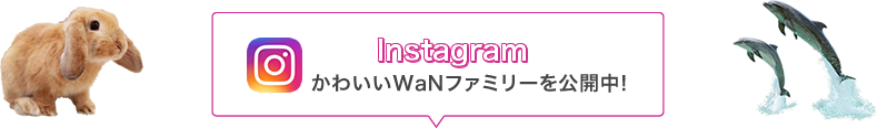 instagram、かわいいWANファミリーを公開中！